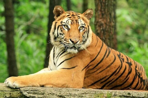 Hổ là loài động vật quý hiếm trên thế giới