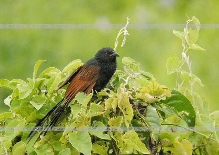 chim bìm bịp ngâm rượu thuốc